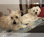 Small #11 Maltese