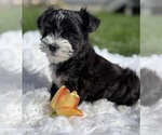 Small #5 Morkie