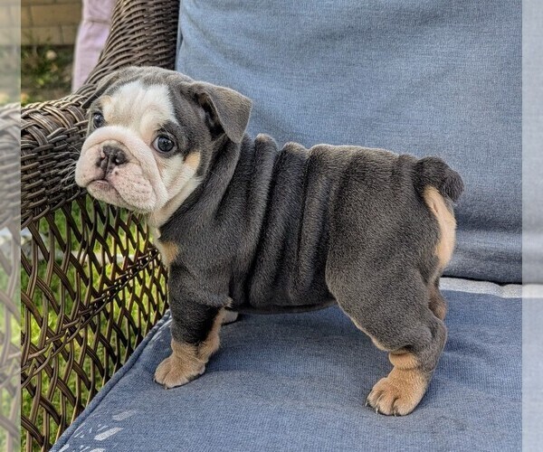 Medium Photo #3 English Bulldog Puppy For Sale in RIVERSIDE, CA, USA
