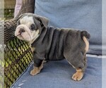 Small #2 English Bulldog