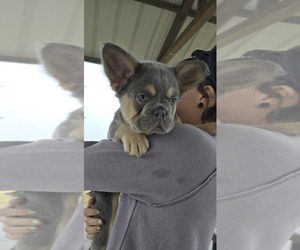 French Bulldog Puppy for Sale in ROYSE CITY, Texas USA