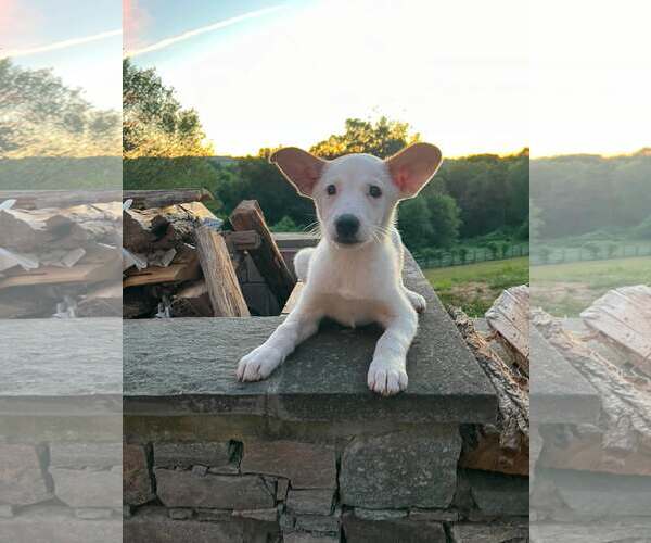 Medium Photo #8 Mutt Puppy For Sale in pomfret, CT, USA