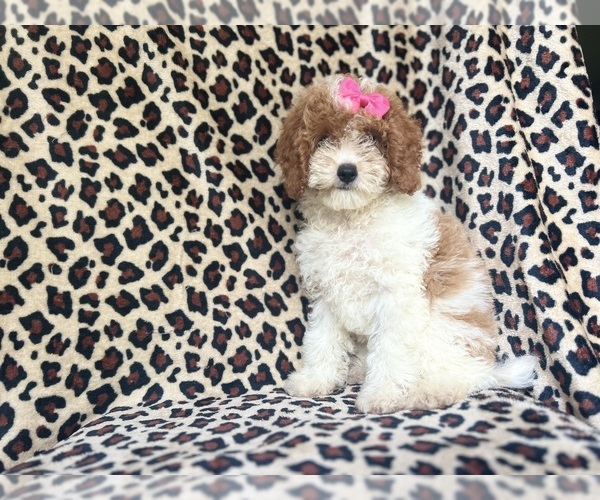 Medium Photo #7 Cock-A-Poo Puppy For Sale in LAKELAND, FL, USA