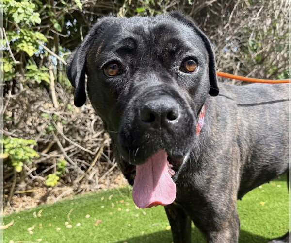 Medium Photo #2 Mutt Puppy For Sale in Goodyear, AZ, USA