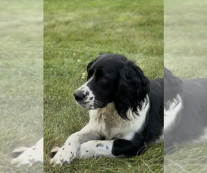 Mother of the English Springer Spaniel puppies born on 03/27/2026