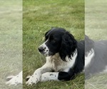 Small Photo #1 English Springer Spaniel Puppy For Sale in BUFFALO, MN, USA