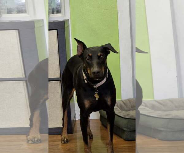 Medium Photo #11 Doberman Pinscher Puppy For Sale in Sandy, UT, USA