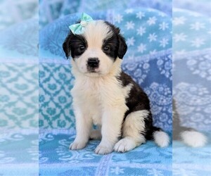 Saint Bernard Puppy for sale in LANCASTER, PA, USA