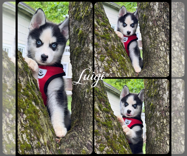 Medium Photo #1 Pomsky Puppy For Sale in VENUS, PA, USA