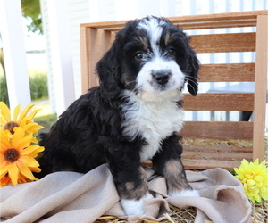 Miniature Bernedoodle Puppy for sale in SHILOH, OH, USA