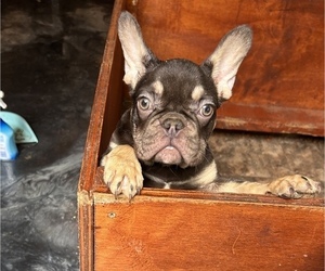 French Bulldog Puppy for Sale in NEWNAN, Georgia USA