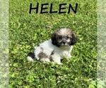 Small Shih-Poo
