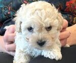 Small Photo #15 Maltipoo Puppy For Sale in LAS VEGAS, NV, USA