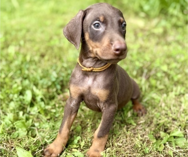 Medium Photo #4 Doberman Pinscher Puppy For Sale in POMEROY, OH, USA