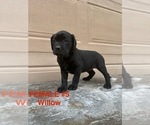 Puppy Female 5 Willow Goldendoodle-Labrador Retriever Mix