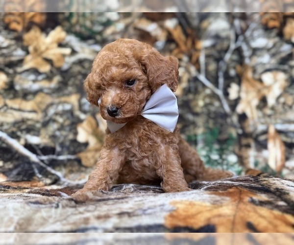 Medium Photo #9 Cavapoo (Miniature) Puppy For Sale in LAKELAND, FL, USA