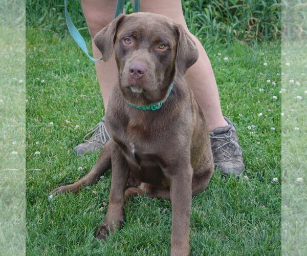 Medium Photo #4 - Mix Puppy For Sale in Huntley, IL, USA