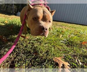 American Pit Bull Terrier Dogs for adoption in Peoria, IL, USA