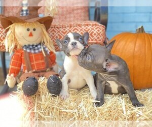 French Bulldog Puppy for sale in HOUSTON, TX, USA