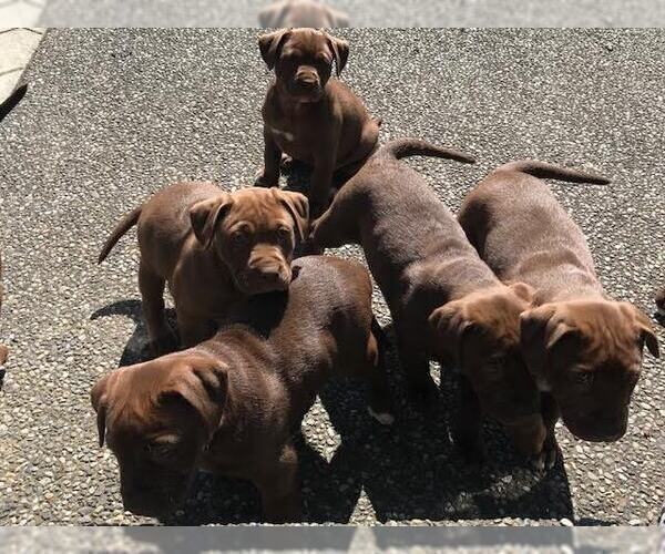 Medium Photo #4 American Bully-Labrador Retriever Mix Puppy For Sale in BLAINE, WA, USA