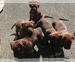 Small Photo #4 American Bully-Labrador Retriever Mix Puppy For Sale in BLAINE, WA, USA