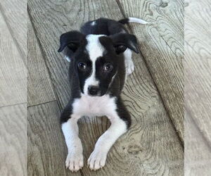 Border Collie-Chihuahua Mix Dogs for adoption in Lakewood, CO, USA