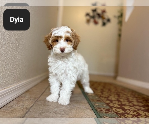 Medium Photo #2 Poovanese Puppy For Sale in TUCSON, AZ, USA