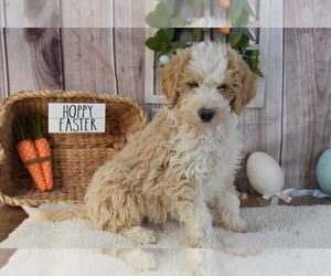 Aussiedoodle Miniature  Puppy for sale in MILLER, MO, USA