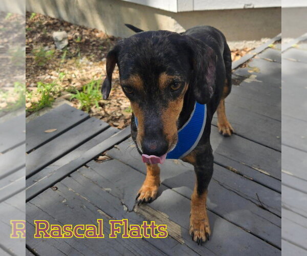Medium Photo #14 Dachshund Puppy For Sale in San Antonio, TX, USA