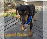 Small #13 Dachshund
