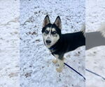 Small #3 Siberian Husky Mix