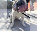 Small #8 American Pit Bull Terrier-Bulldog Mix