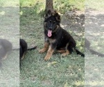 Image preview for Ad Listing. Nickname: Thorin