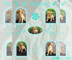 Puppy Mr Turquoise Bo Golden Retriever