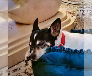 Sybil (OR) - Female Rat Terrier Dog for Adoption - Photo #5