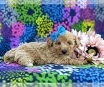 Small Photo #4 Bichpoo-Poodle (Miniature) Mix Puppy For Sale in KIRKWOOD, PA, USA