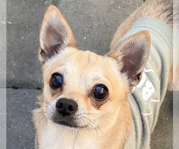 Medium Photo #1 Chihuahua-Unknown Mix Puppy For Sale in San Ramon, CA, USA