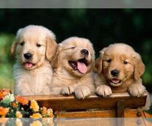 Golden Retriever Puppy for sale in INDIANAPOLIS, IN, USA