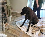Small #4 Great Dane