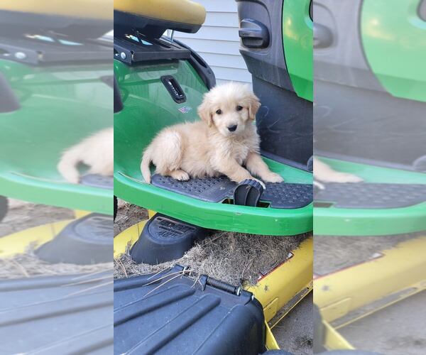 Medium Photo #2 Golden Retriever Puppy For Sale in BLACK FOREST, CO, USA