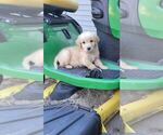 Dodger - Male Golden Retriever Puppy for Sale - Photo #2