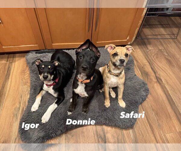 Medium Photo #5 Australian Kelpie-Australian Shepherd Mix Puppy For Sale in Cave Creek, AZ, USA