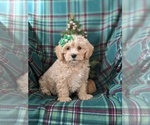 Small Photo #2 Maltipoo Puppy For Sale in OXFORD, PA, USA