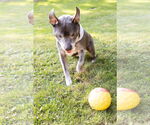 Small #1 Staffordshire Bull Terrier Mix