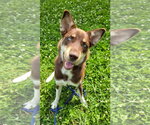 Small Australian Kelpie-Siberian Husky Mix