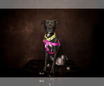 Small #4 American Pit Bull Terrier Mix