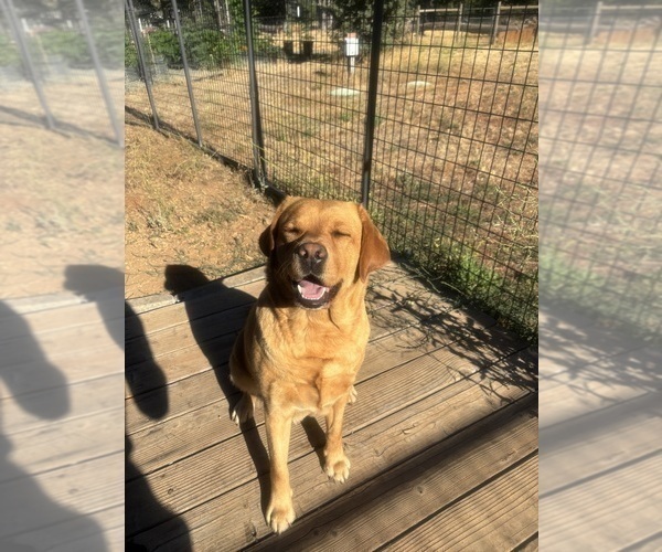 Medium Photo #1 Labrador Retriever Puppy For Sale in MIDDLETOWN, CA, USA