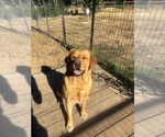 Small Photo #1 Labrador Retriever Puppy For Sale in MIDDLETOWN, CA, USA