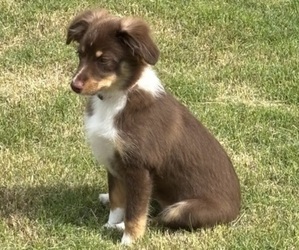 Miniature Australian Shepherd Puppy for sale in HUTTO, TX, USA