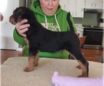 Small #2 Airedale Terrier